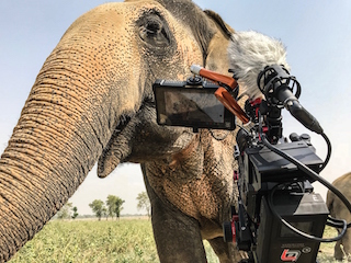 Director of photography Joe Callahan recently completed principal photography on a feature-length documentary about wildlife rescue and rehabilitation in India. 