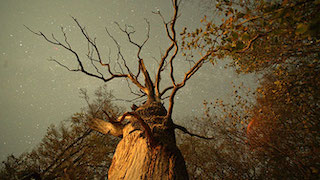 A scene from The Hidden Life of Trees, cinematographer Daniel Schönauer.