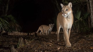 The film centers on the Florida panther, a rarely seen creature whose habitat is threatened by the ecological degradation of the Everglades. 